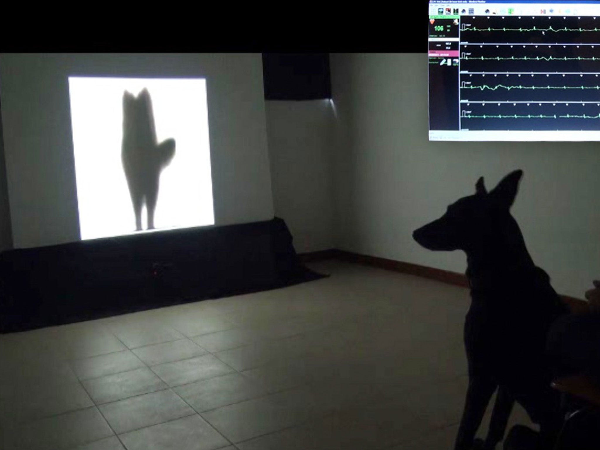 Dogs signal to other dogs via their tails in ways hidden from humans. At top right is an inset image of the dog's heart rate while the dog was watching the video