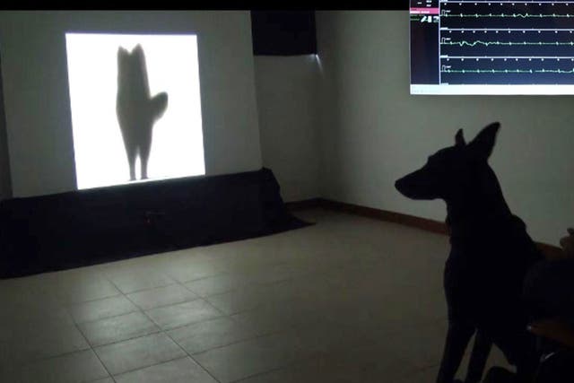 Dogs signal to other dogs via their tails in ways hidden from humans. At top right is an inset image of the dog's heart rate while the dog was watching the video