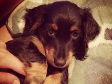 Tatler welcomes newest canine recruit: Meet Geoffrey