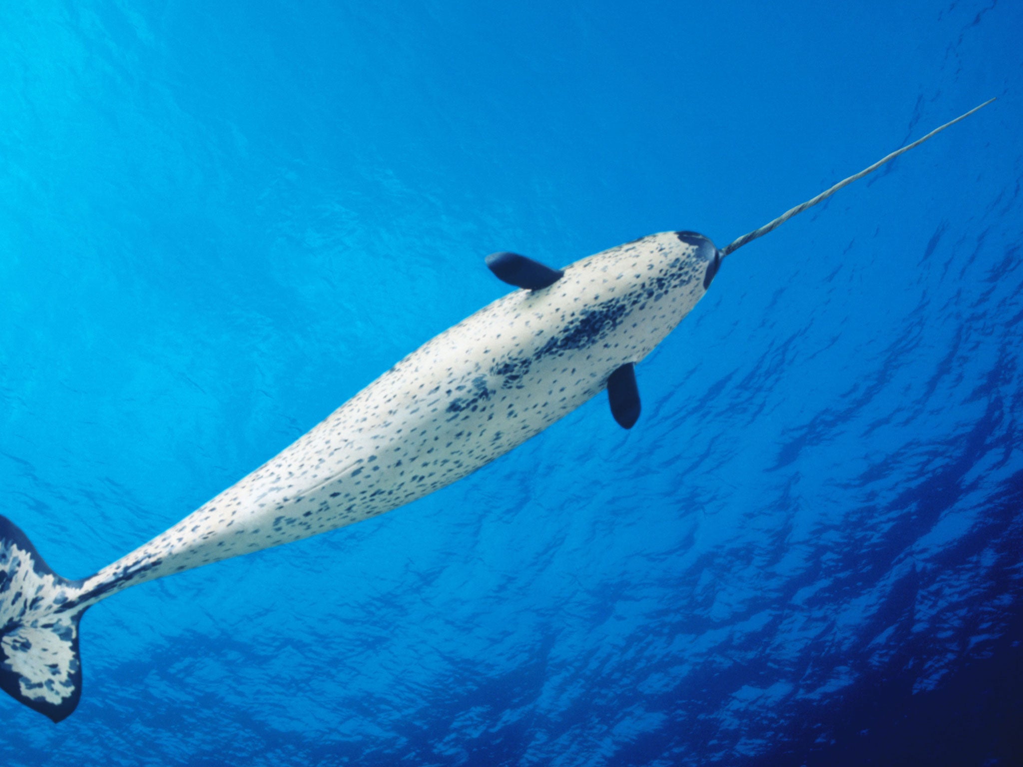 The narwhal tusk comes with an inscription showing it was given to a sailor, Cornelius Fudge, in 1881