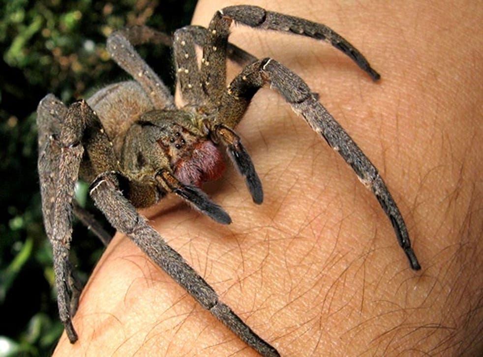 The Brazilian wandering spider was found in a bunch of bananas with a sac containing thousands of deadly babies 