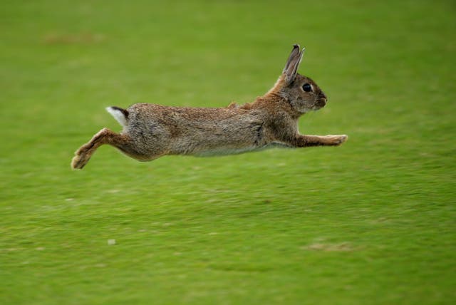 This rabbit isn't showjumping, but looks like it could if it wanted to