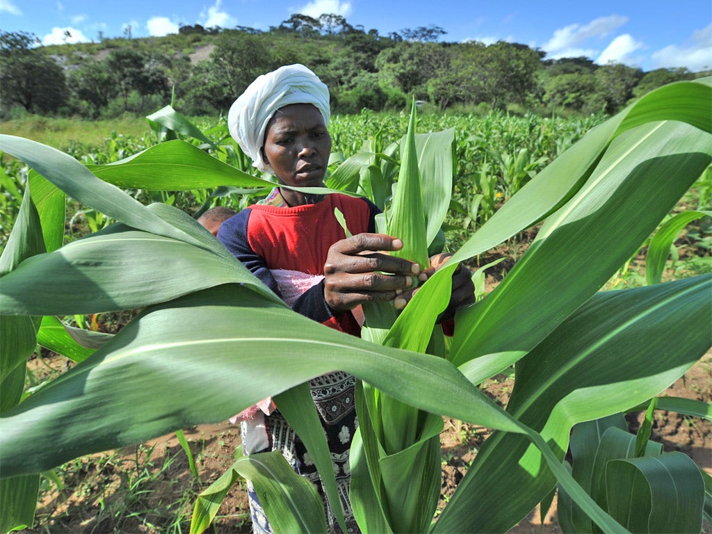 A female farmer at work on a small piece of land about 50km north of Harare (Getty)