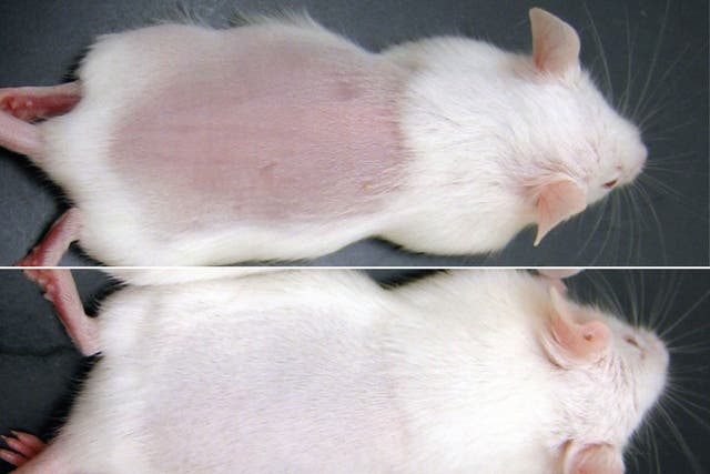 Top: When gene is not activated. Bottom: Tissue regrowth shown when gene activated