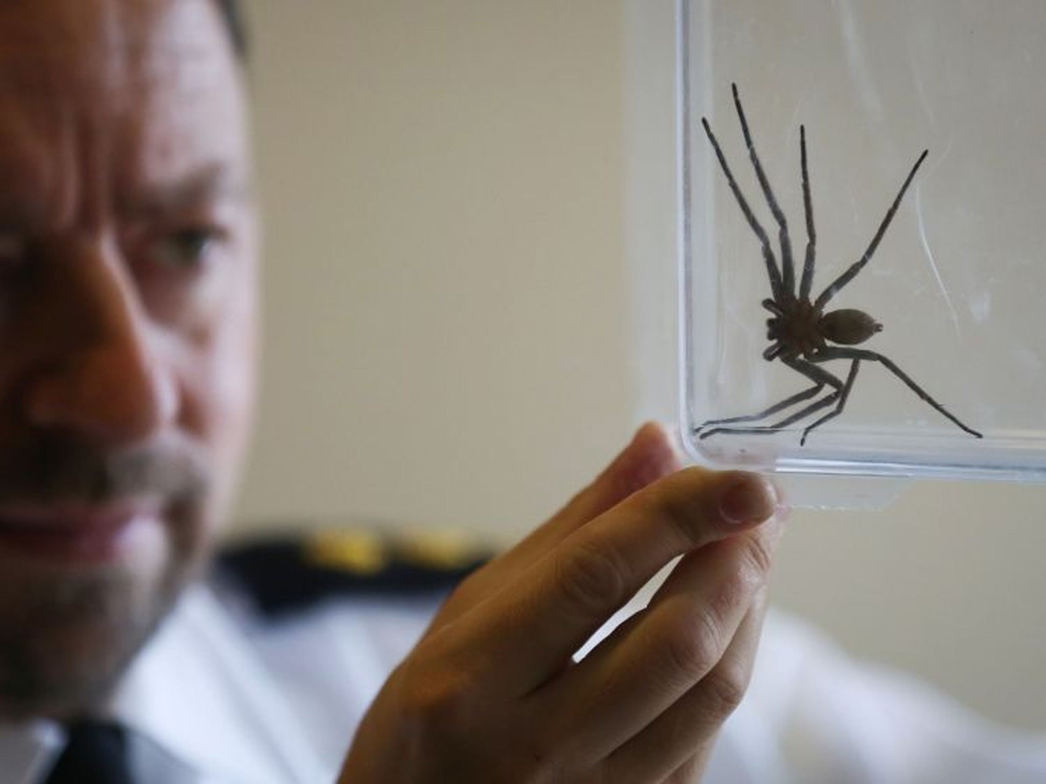 RSPCA Inspector Tony Woodley holds a seven-inch-long huntsman spider, common to Australia, which was discovered in a delivery at St Leonards-on-Sea: