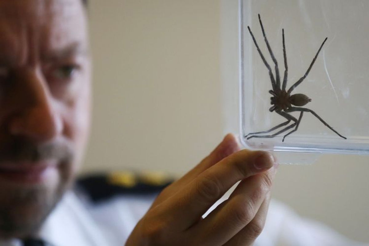 https://static.independent.co.uk/s3fs-public/thumbnails/image/2013/11/08/09/huntsman-spider.jpg?width=1200&height=800&crop=1200:800