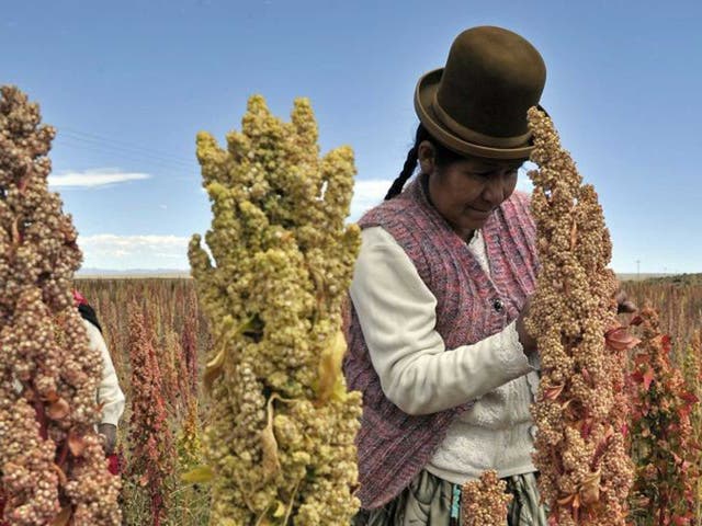 Against the grain: a Bolivian farmer checks his quinoa, now a key ingredient in high-end salads