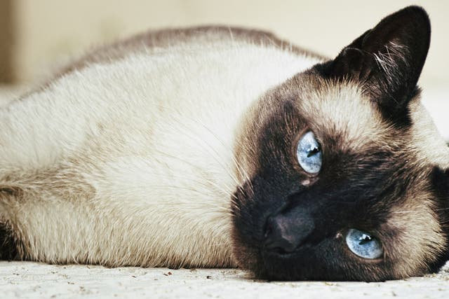 File image, female Siamese cat: A man from Hereford has been jailed for 20 weeks after trying to kill his neighbour's pet cat