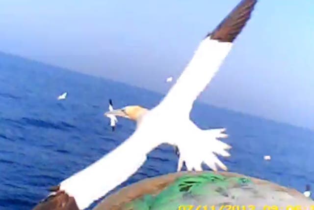 A mid-air video still of one gannet in flight taken from a camera on the back of another