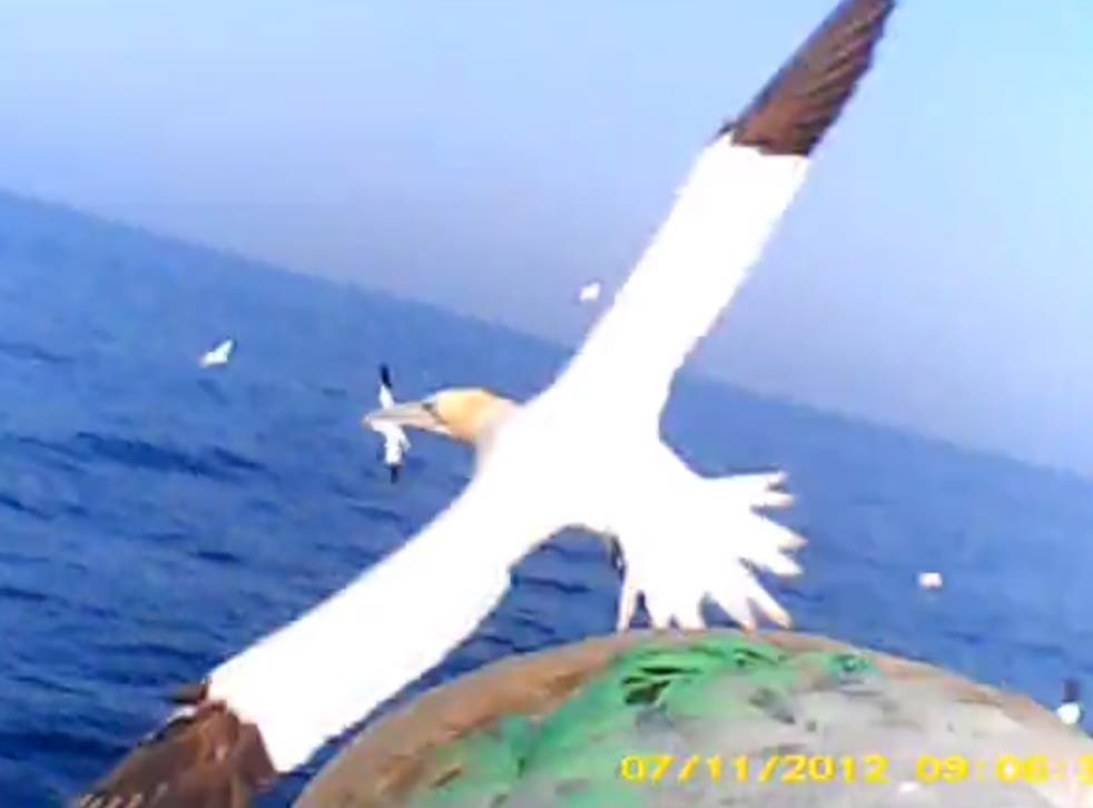 A mid-air video still of one gannet in flight taken from a camera on the back of another