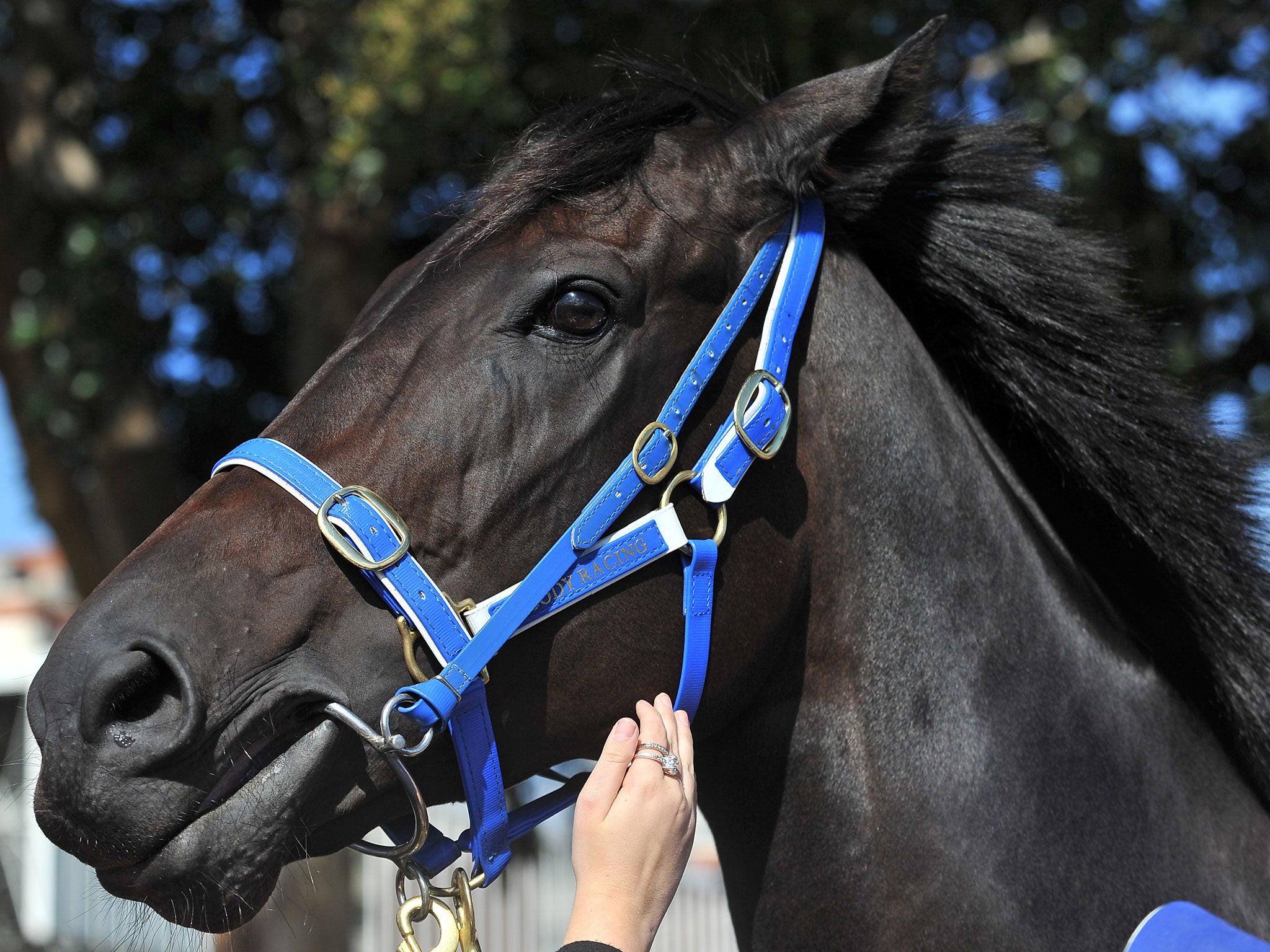 Jimmy's half-brother Black Caviar was retired earlier this year after a stellar career