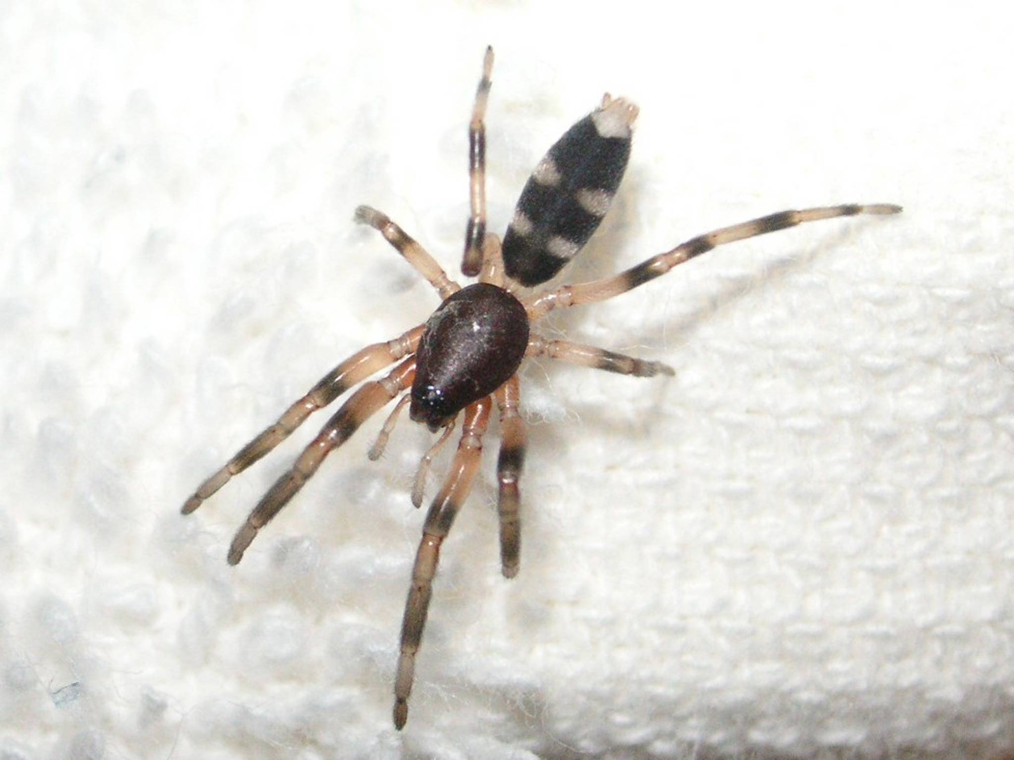 A white-tailed spider that bit Jimmy