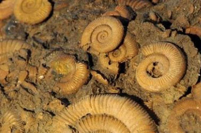 Ammonite fossils - considerably younger creatures than those found in Australia