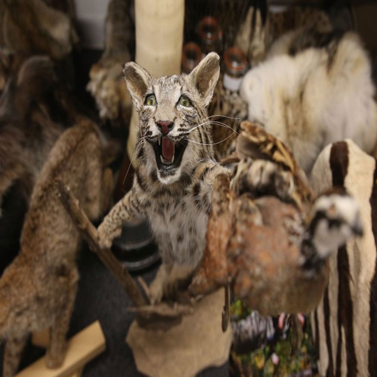 Taxidermy Animals