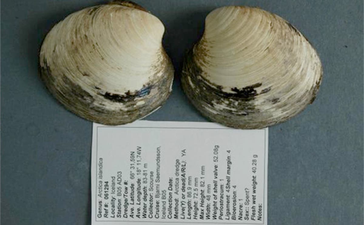 It's a clamity! Ming the clam, the world's oldest animal, killed at 507  years old by scientists trying to tell how old it was | The Independent |  The Independent