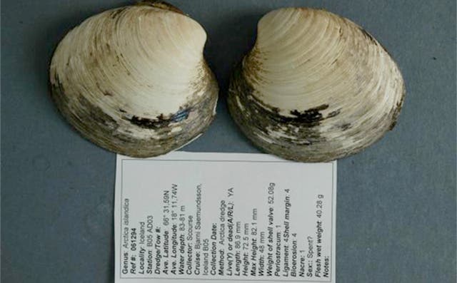 This is the only picture of the ocean quahog Ming – the longest-lived non-colonial animal so far reported whose age at death can be accurately determined. After the photo was captured in 2007, the shells were separated to allow accurate determination of t
