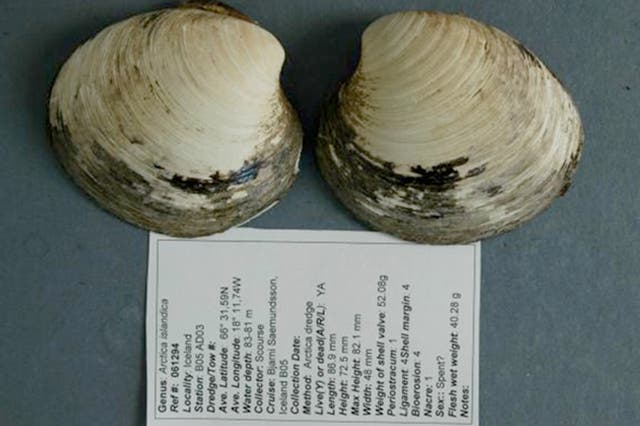 This is the only picture of the ocean quahog Ming – the longest-lived non-colonial animal so far reported whose age at death can be accurately determined. After the photo was captured in 2007, the shells were separated to allow accurate determination of t