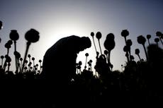 Poppy war can only be won by the Taliban