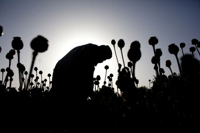 Poppy production in Afghanistan has increased