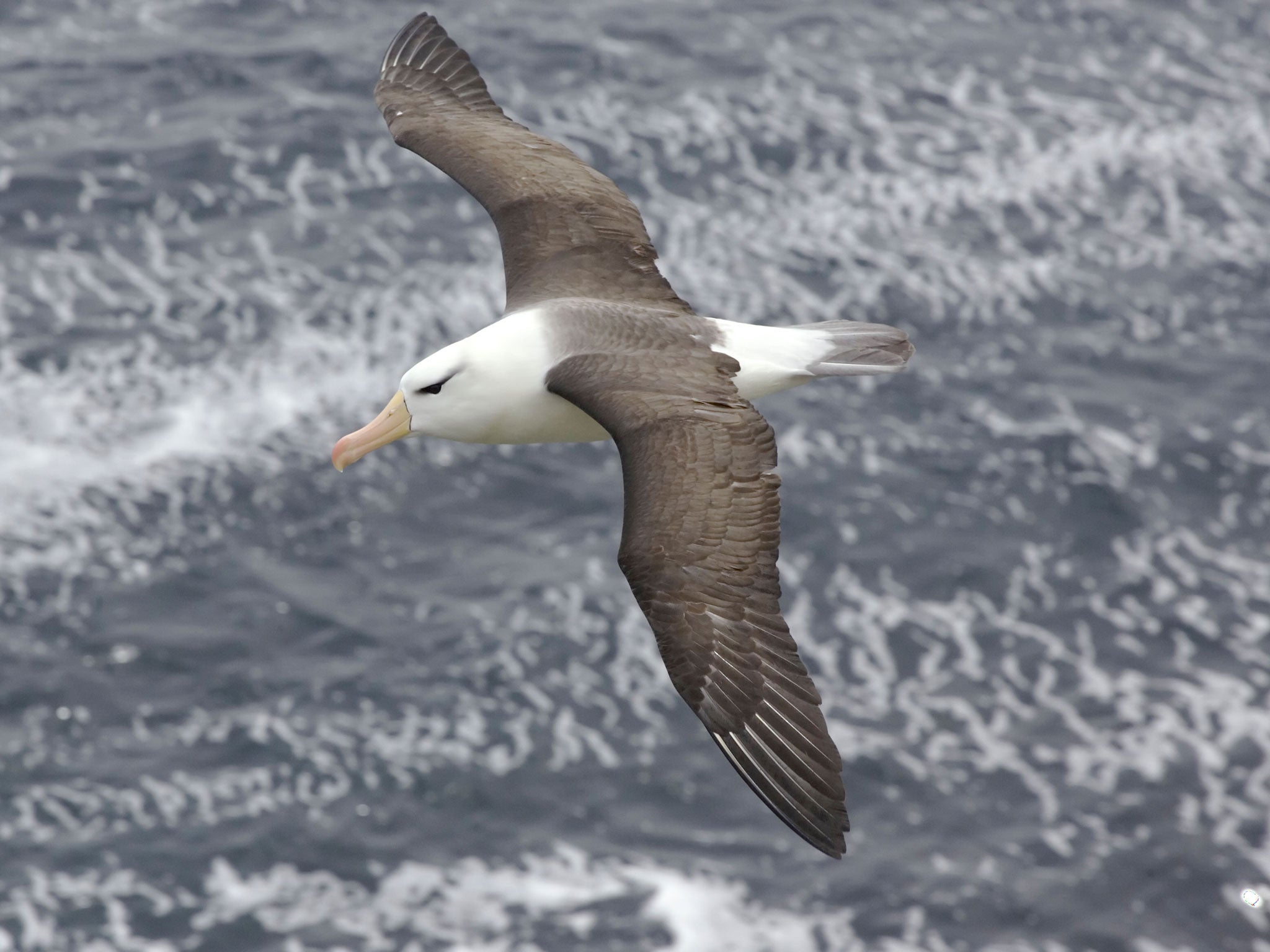 Scientists attached GPS trackers to a group of 16 albatrosses in the Indian Ocean. They recorded the birds flying at speeds of up to 67mph using a ‘dynamic soaring’ technique, which enables them to fly thousands of miles depending on the wind