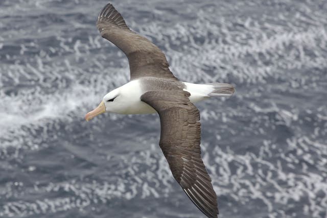 Scientists attached GPS trackers to a group of 16 albatrosses in the Indian Ocean. They recorded the birds flying at speeds of up to 67mph using a ‘dynamic soaring’ technique, which enables them to fly thousands of miles depending on the wind
