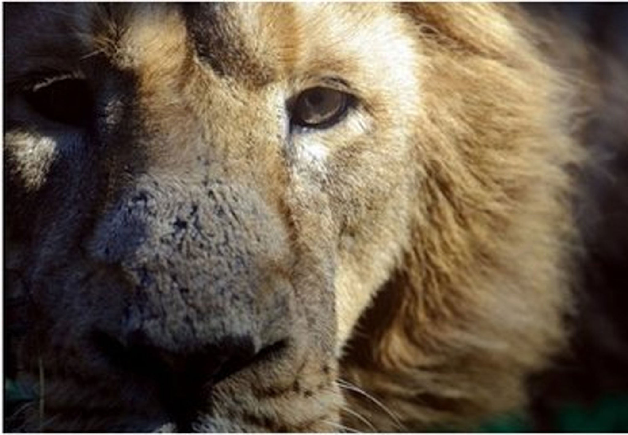 Dallas Zoo has launched an investigation into why a male lion attacked and killed a lioness in front of hundreds of visitors.