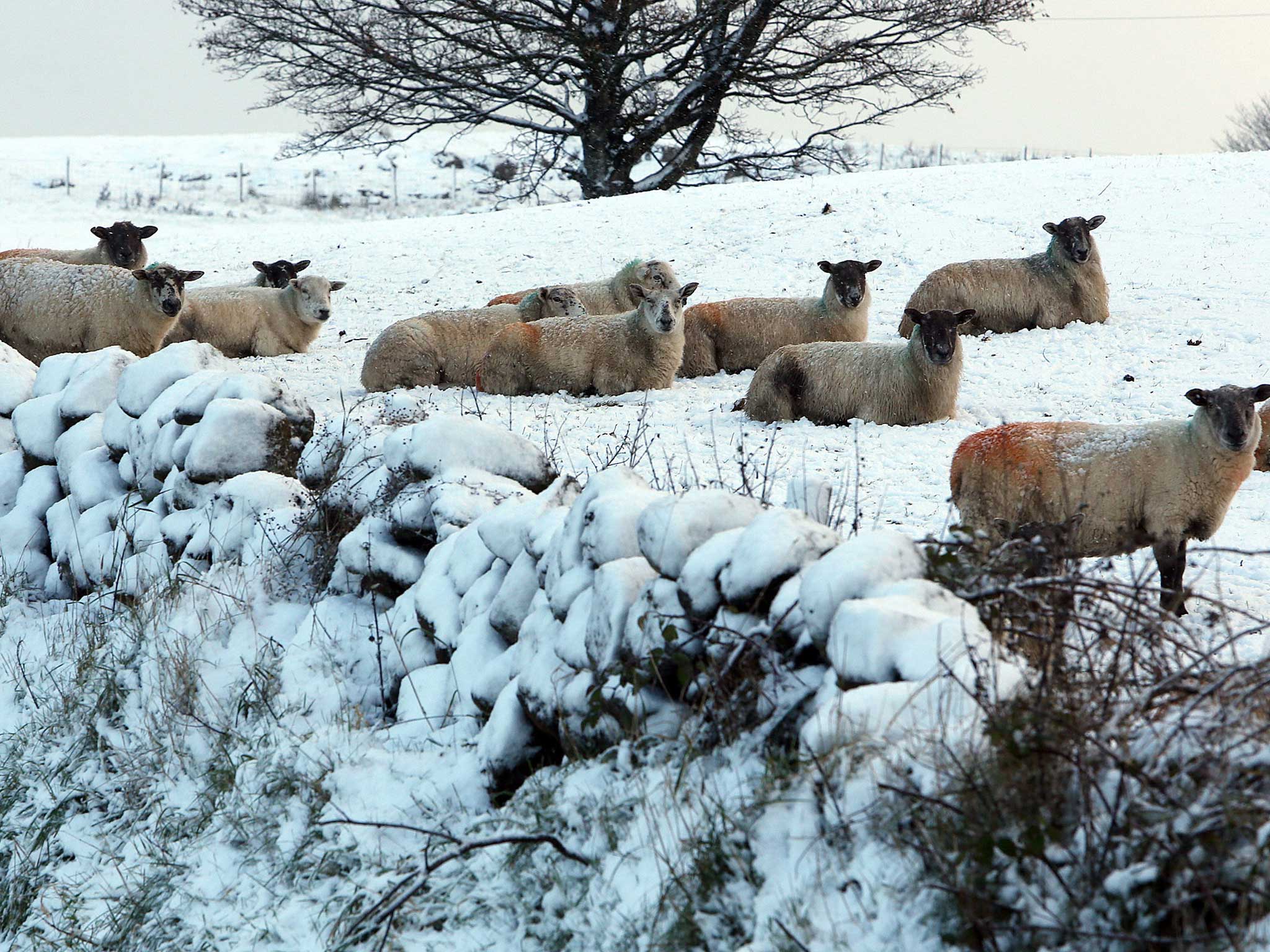 Sheep in the hills above Glenarm in Co Antrim, as the first snowfall of the season covered parts of the county
