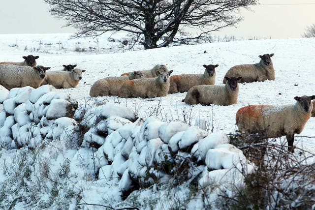 Sheep in the hills above Glenarm in Co Antrim, as the first snowfall of the season covered parts of the county
