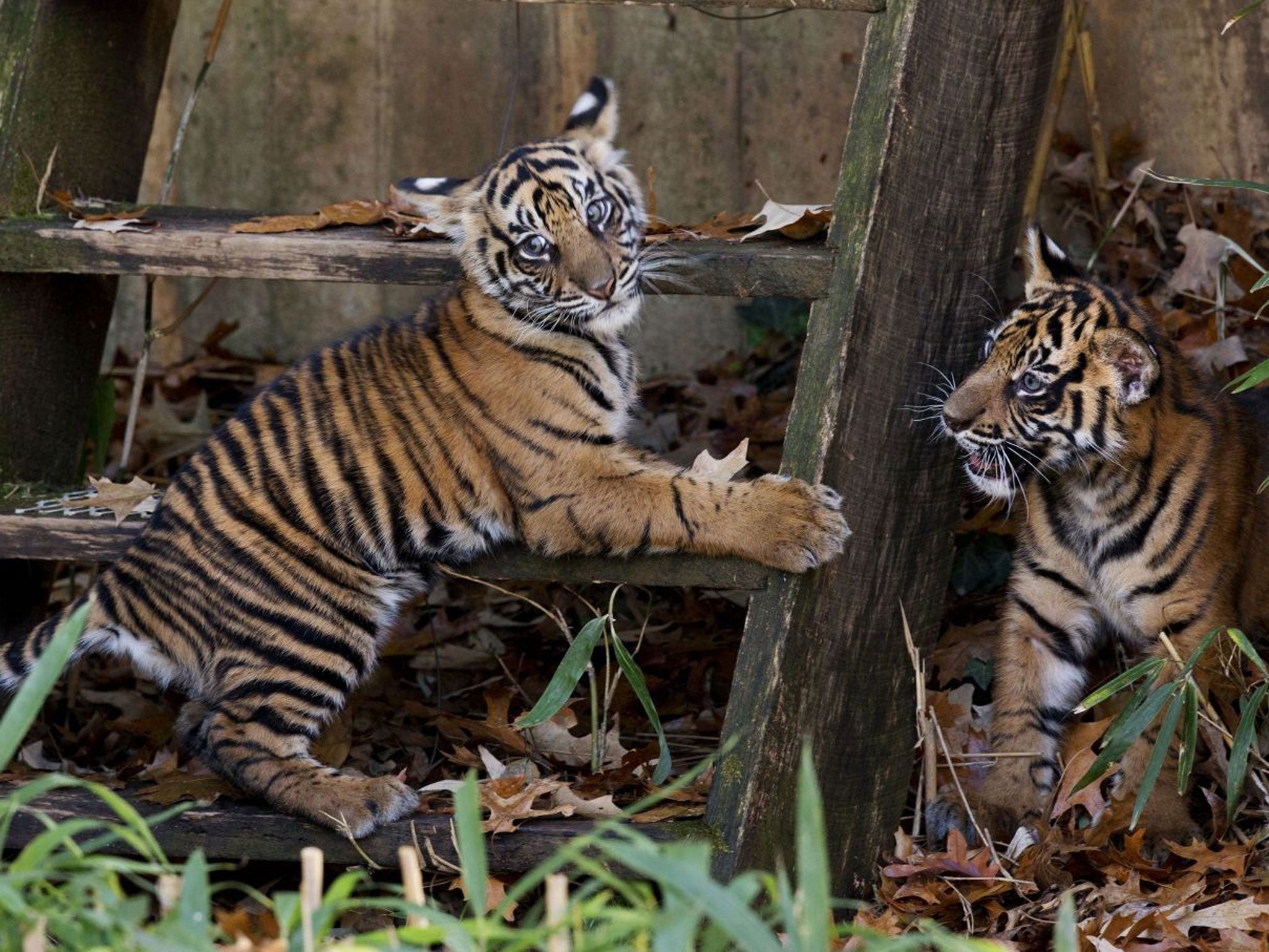 Two Sumatran tiger cubs, a male, Bandar and a female, Sukacita, make their public debut at the National Zoo in Washington, Monday 18 November 2013