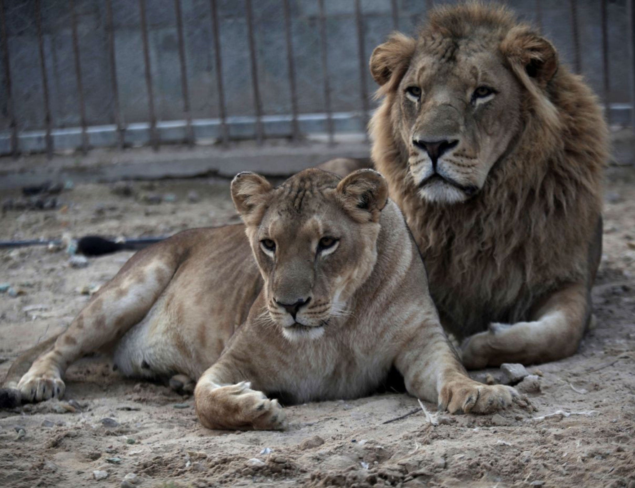 African lions have suffered a 'catastrophic collapse' in numbers