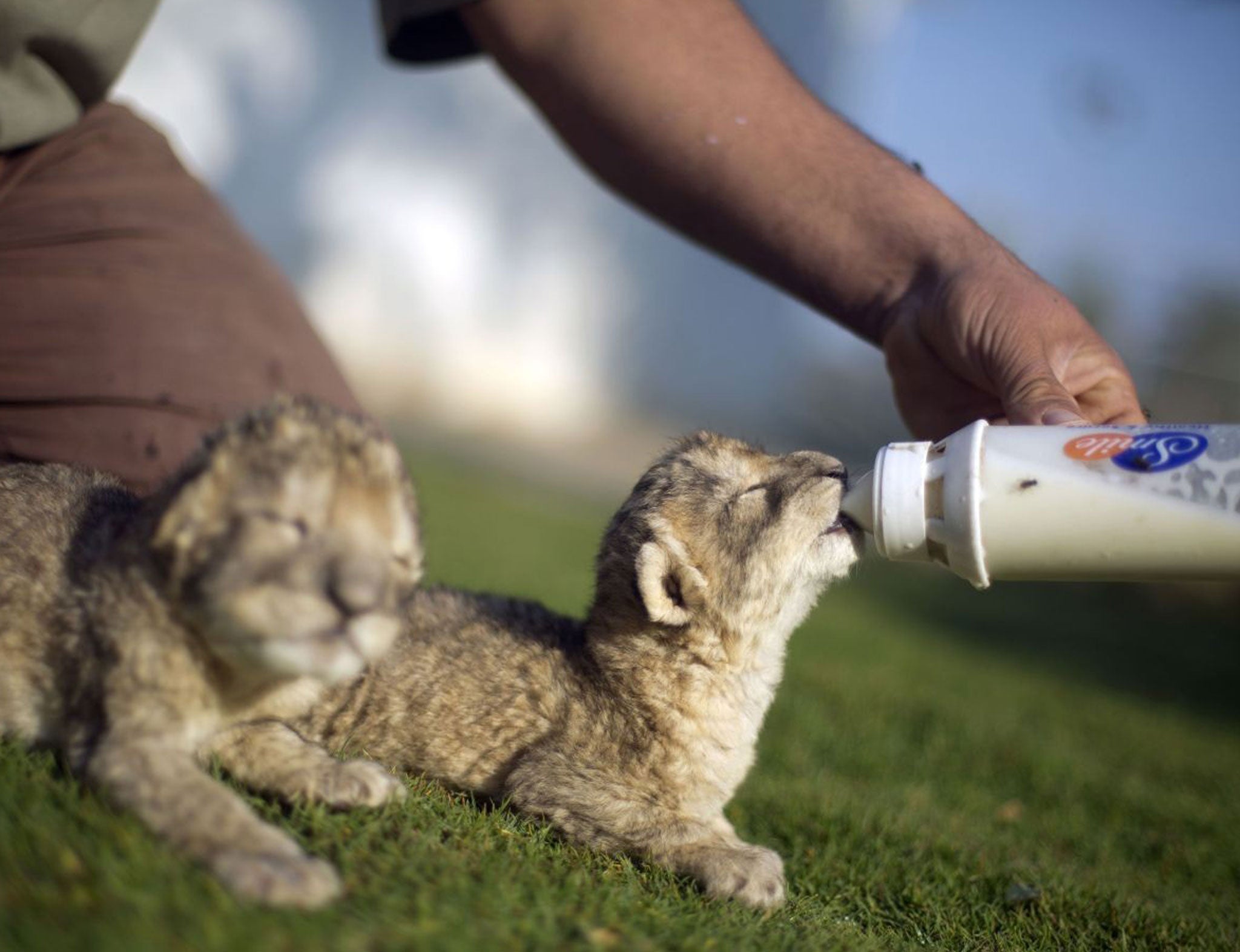 Lion cubs Fajr and Sjel are fed by a keeper at Bissan