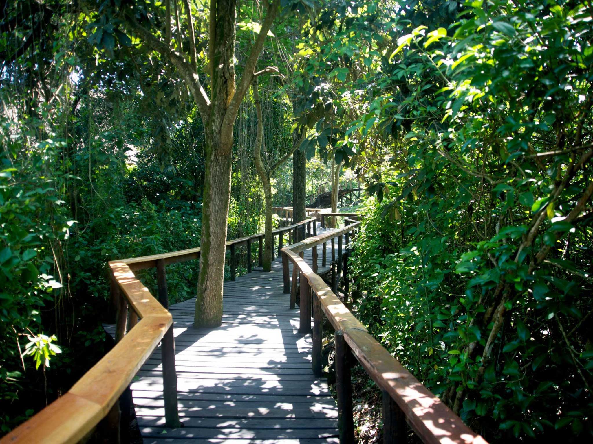 Water world: a boardwalk at Whitewaters Lodge