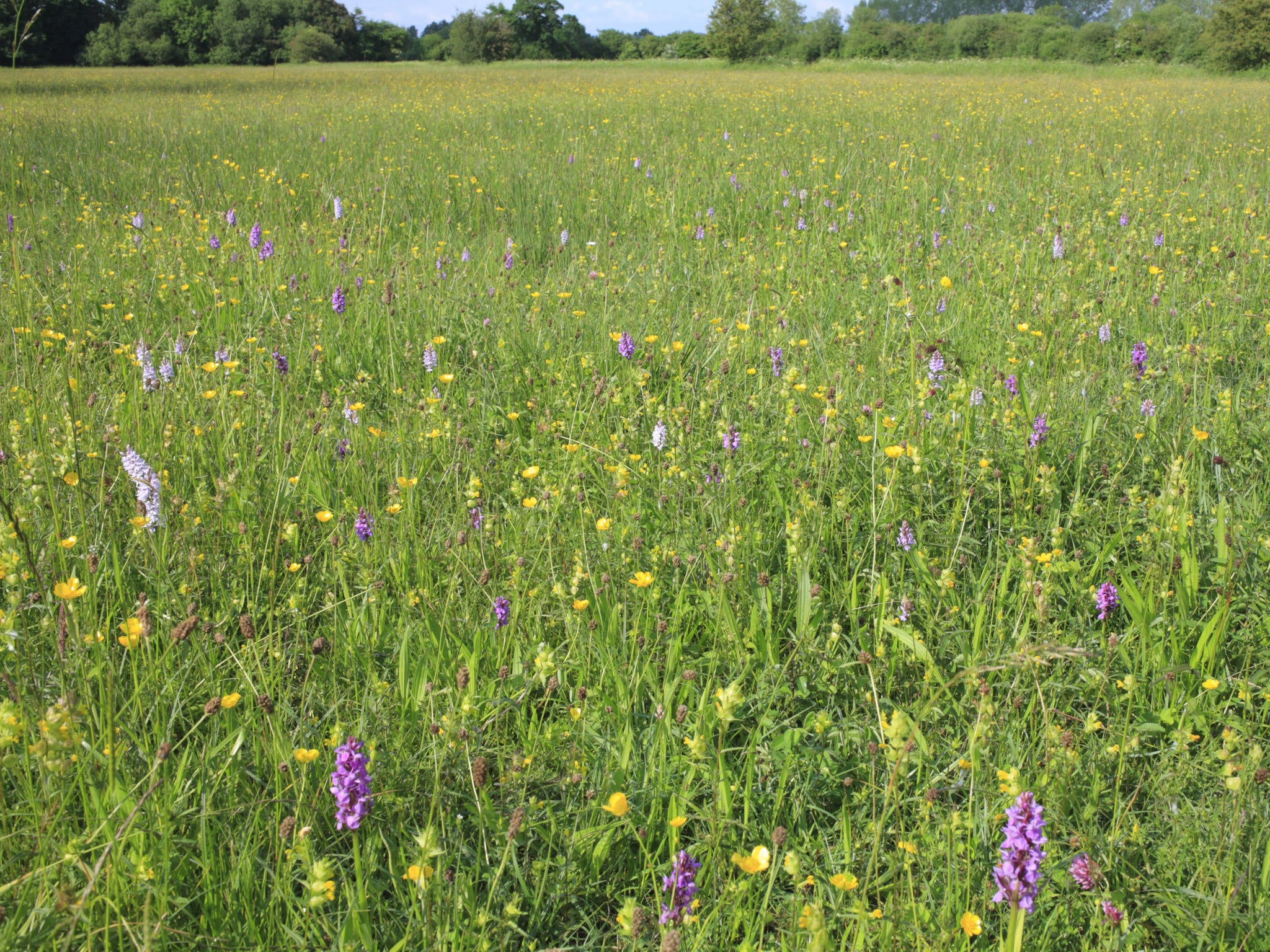 Yellow Rattle and mixed wildflowers, flowering in meadow
