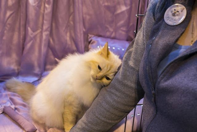A cat snuggles up to its owner as he waits to be judged at the Governing Council of the Cat Fancy's 'Supreme Championship Cat Show' at the NEC Arena in Birmingham
