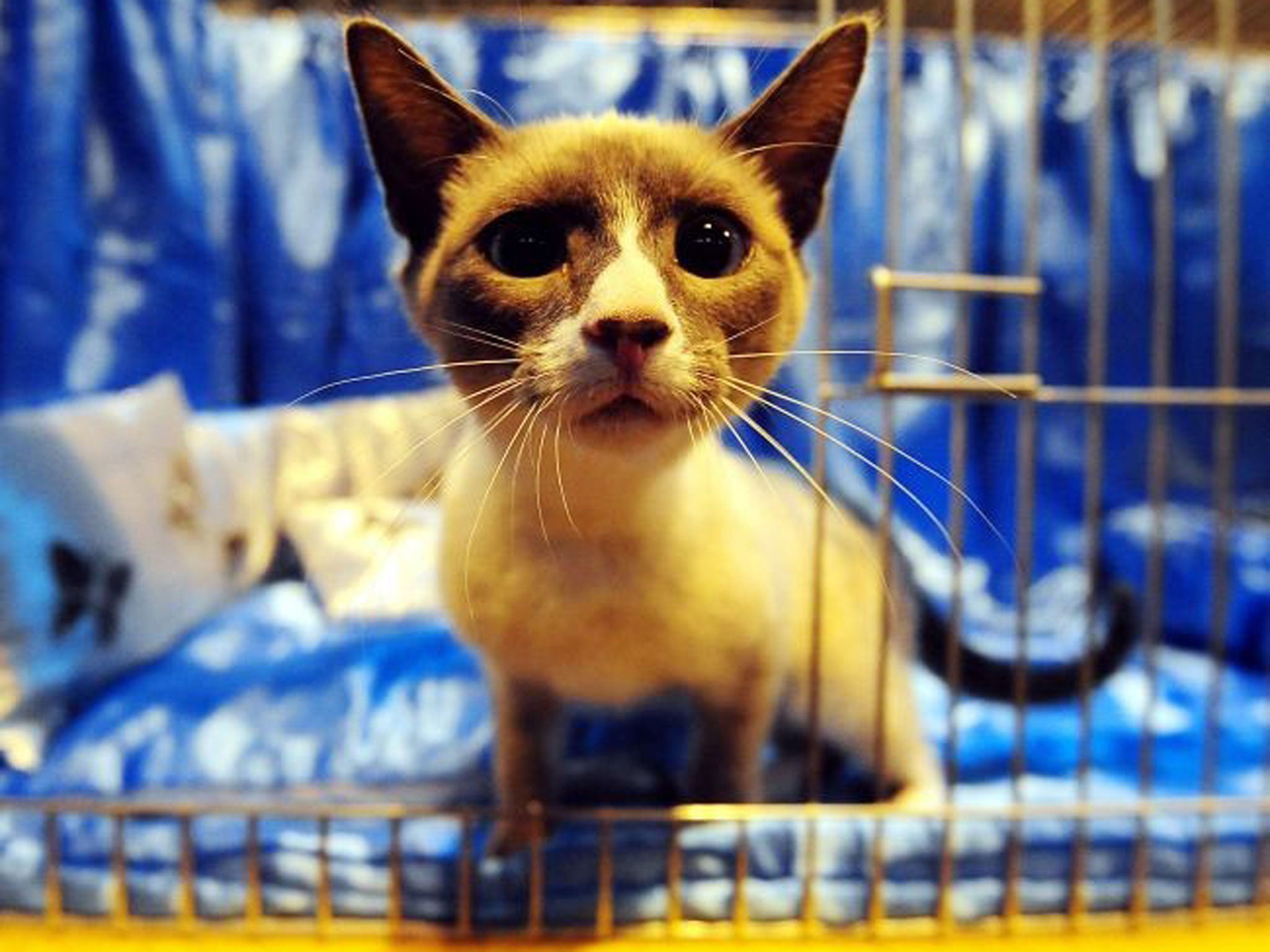 In pictures 'Supreme Championship Cat Show' in Birmingham The