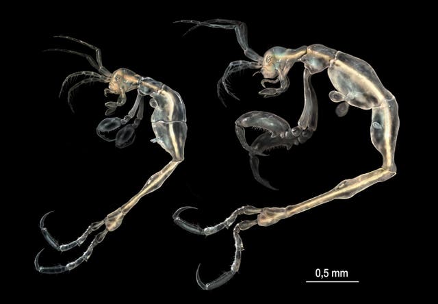 (L-R) The female and male  liropus minusculus.
