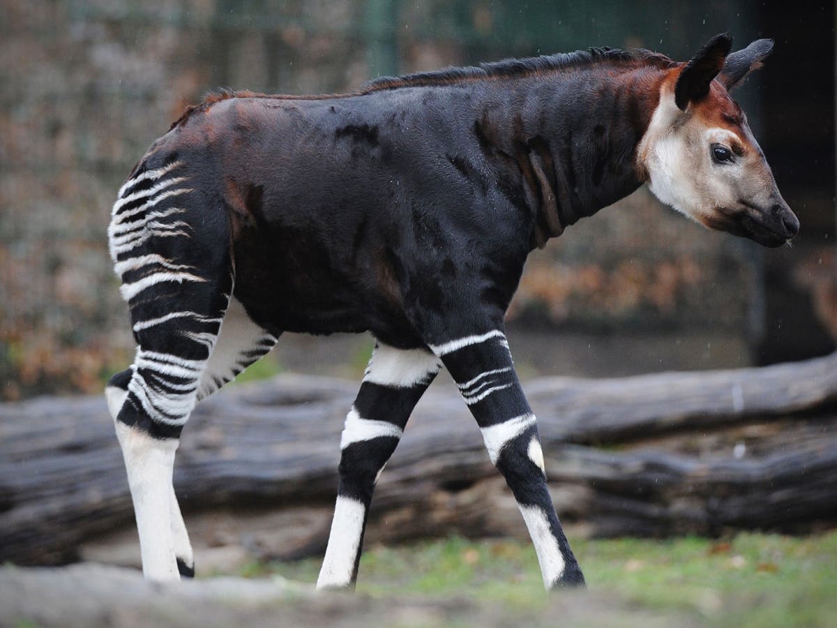 Nature Studies: Animals are also victims of war - and in Congo, that means  the beautiful okapi, The Independent