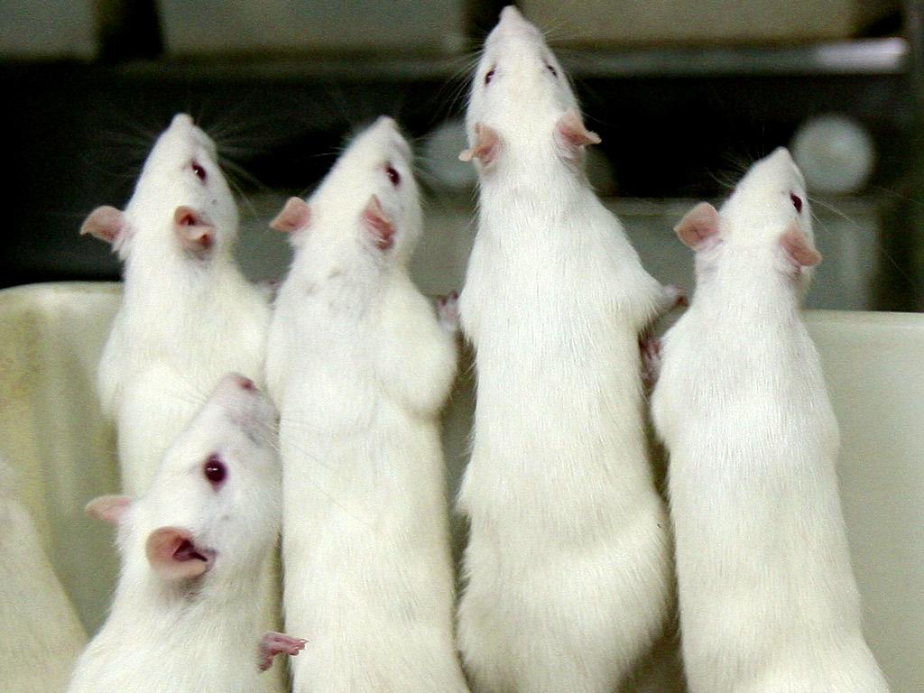 Mice with the mutated gene got a bigger reward stimulus from the alcohol compared to ordinary mice