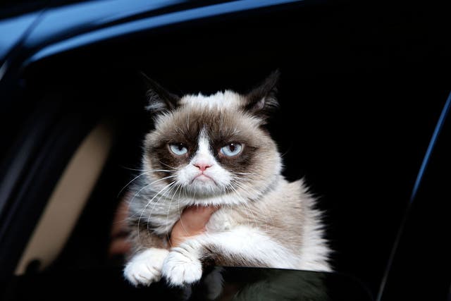 'Grumpy Cat', aka Tardar Sauce, would probably ignore you too.