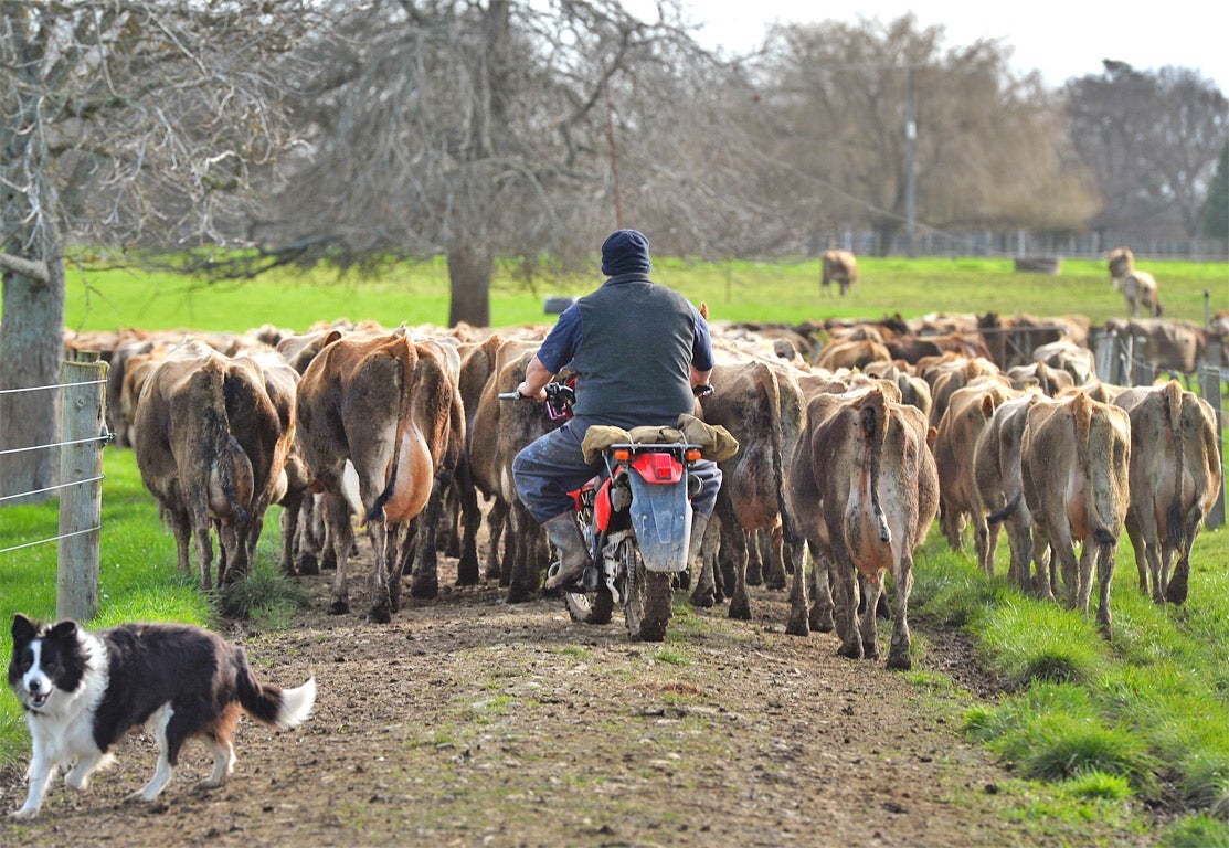 Wrong directions: one tweeter confessed to sending 5,000 cattle to the opposite end of the country