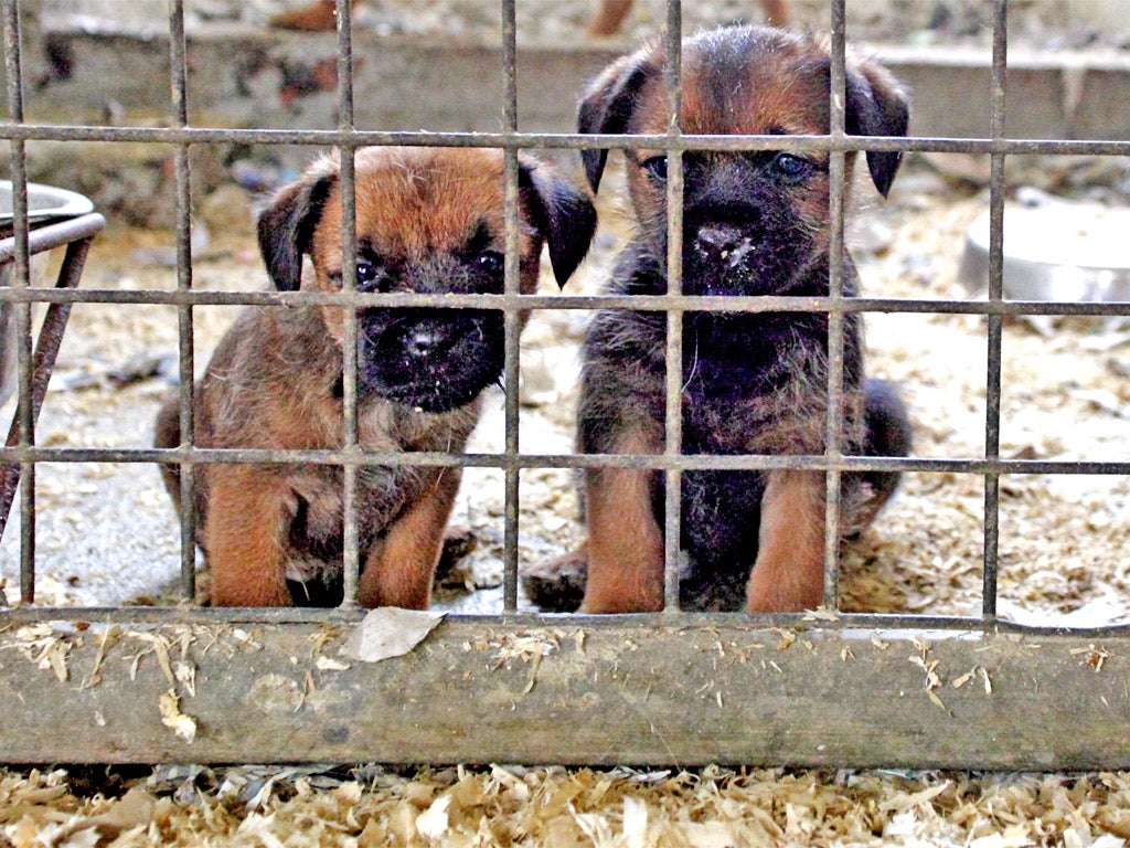 Dogs are often smuggled into the UK without proper vaccinations, spreading disease in the poor living conditions and leading to the death of many of the animals