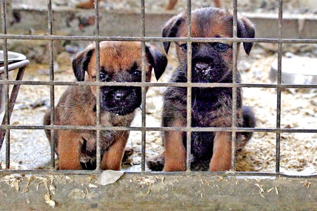 The RSPCA receives more than 1,500 complaints about puppy farms each year