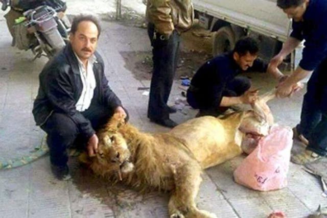 The picture allegedly shows starving rebels killing a zoo lion to eat