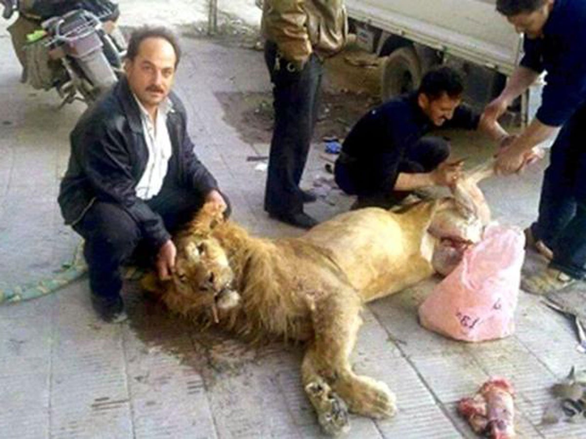 An image that shows desperation of Syria's hungry? Or just a misunderstood  picture on social media? Shot of people skinning lion goes viral | The  Independent | The Independent