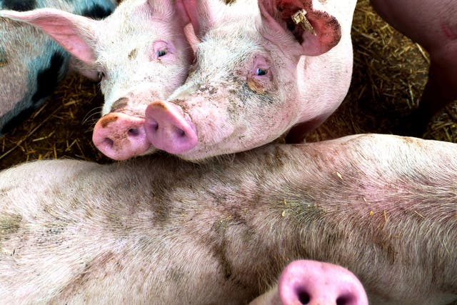 Despite being home to half the world's pigs – and the largest consumers of pork in the world - the authorities in Beijing are concerned about the quality of their stock
