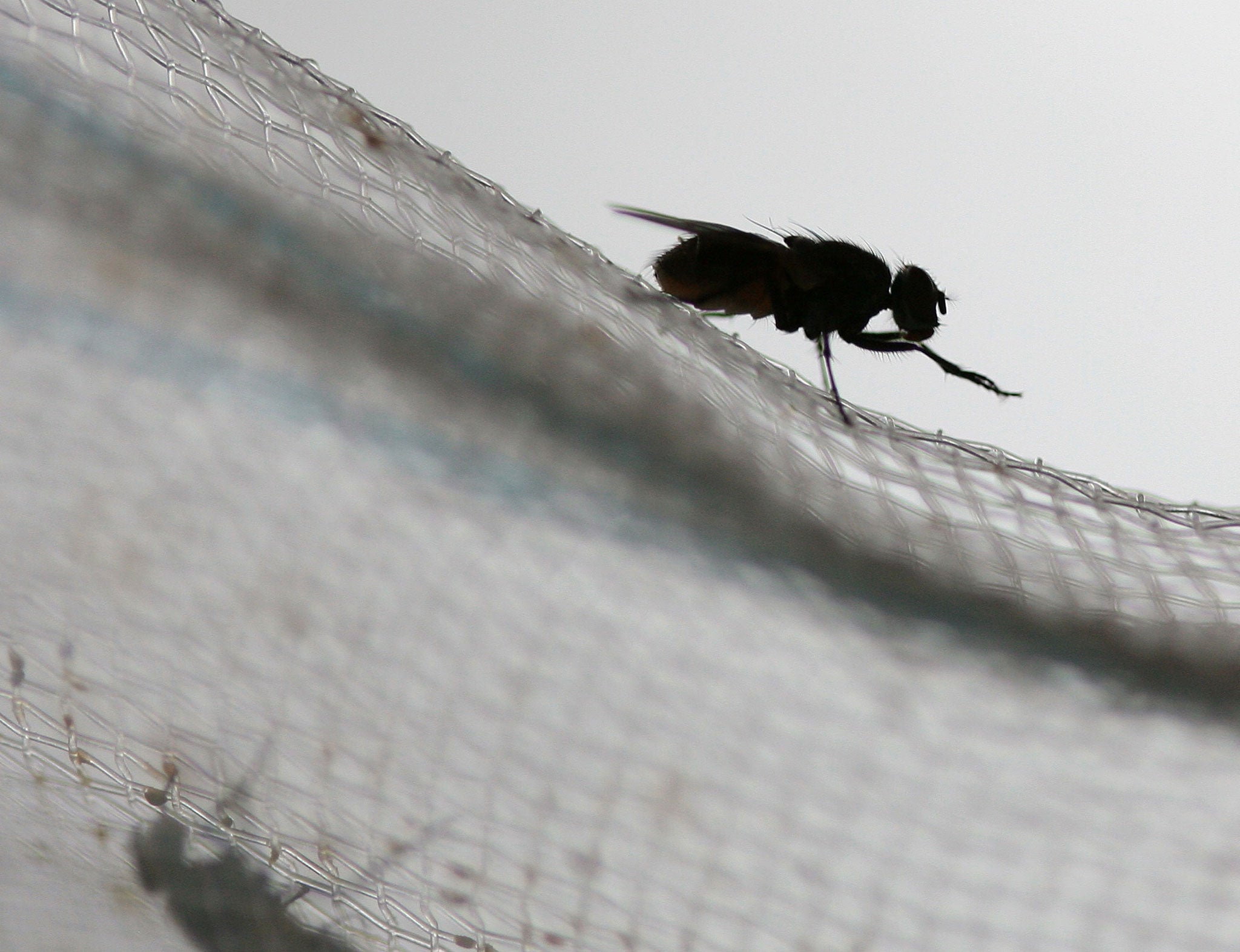 Sexually frustrated fruit flies die earlier