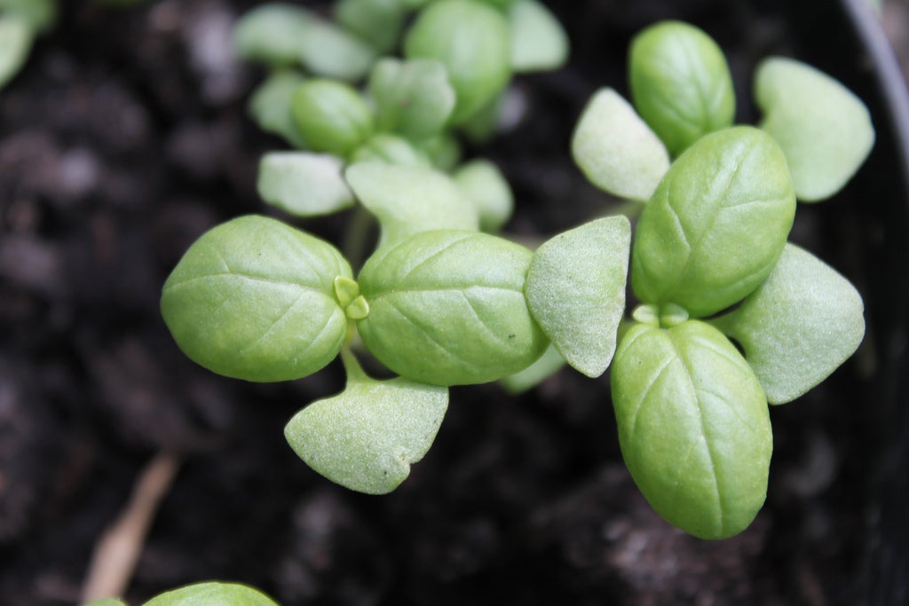 Basil seedlings, as seen above, will form part of the payload to the moon. Image credit: WillowGardeners / Creative Commons