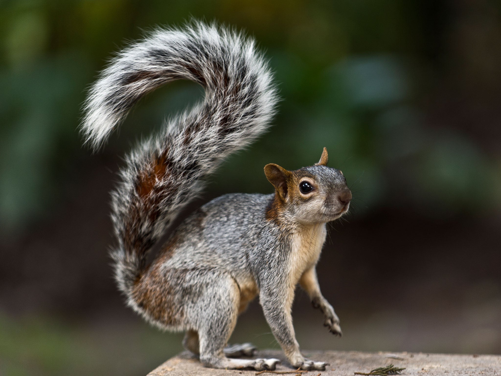 The squirrel left Margaret Bousfield with a repair bill for £7,000 after trashing her front room.