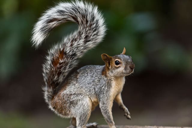 The squirrel left Margaret Bousfield with a repair bill for £7,000 after trashing her front room.