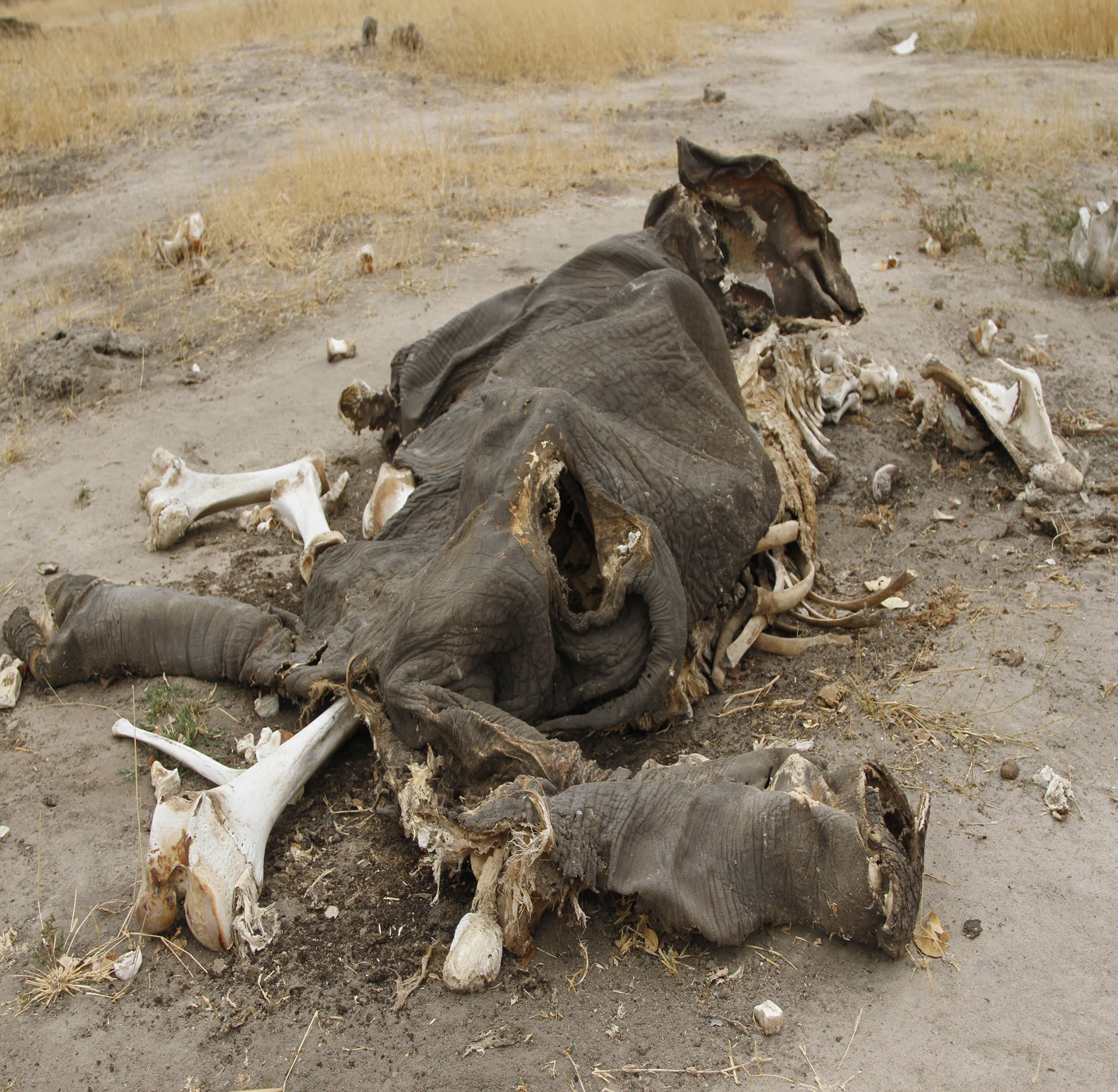The carcass of an elephant rots after a whole herd was poisoned with cyanide in Zimbabwe